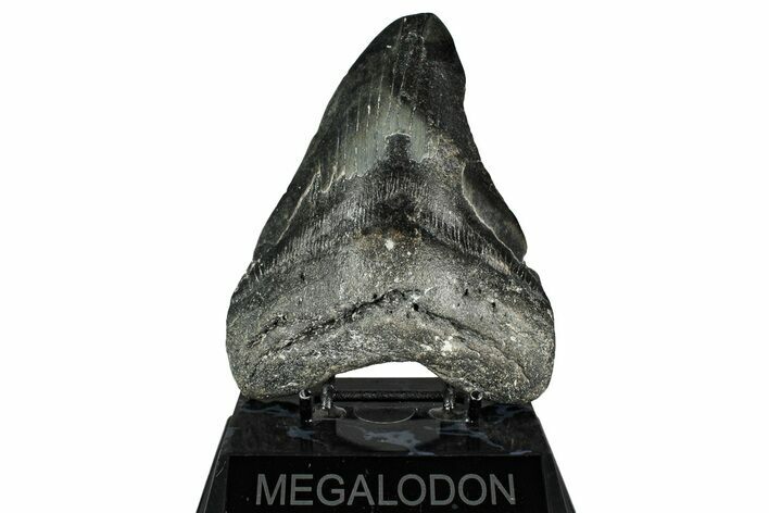 Fossil Megalodon Tooth - North Carolina #349350
